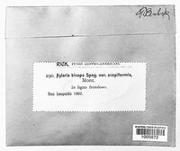 Xylaria biceps image